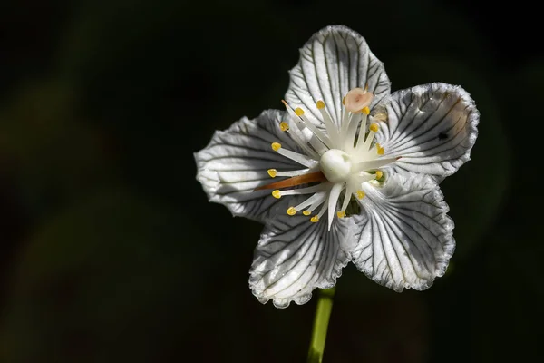 Mira Cerca Los Pétalos Una Delicada Estrella Del Pantano Blanco — Foto de Stock