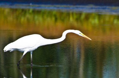 Büyük ak balıkçıl avcılık balık için Güz