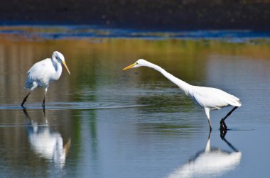 güzel sorguçlar sonbahar için balık avlama