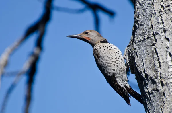 Northern Flicker Clinging To Side of Tree — Stock Photo, Image