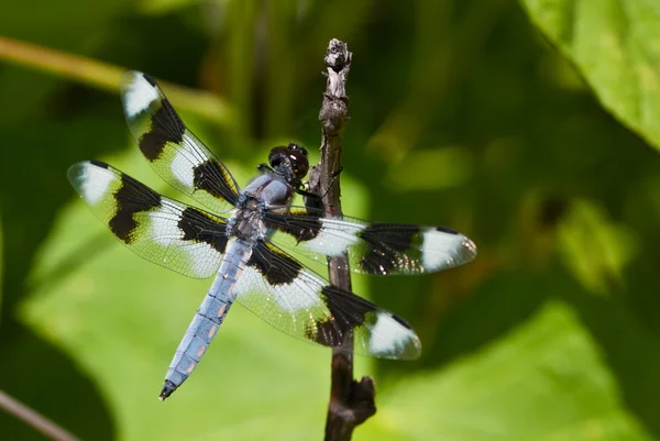 Dragonfly uppe på slutet av twig — Stockfoto