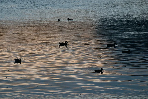 Стая силуэтных уток плавает в озере после заката — стоковое фото