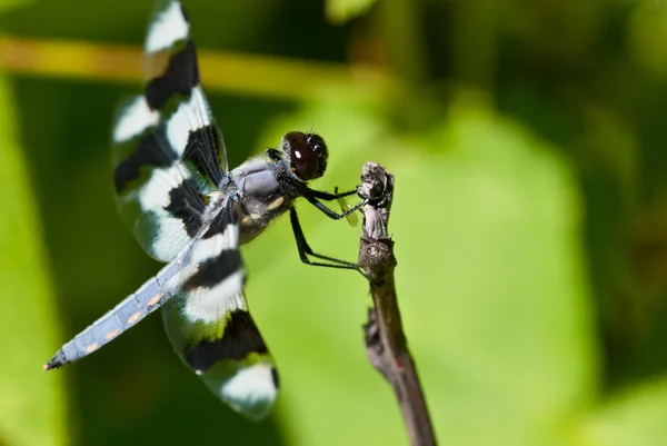 Dragonfly Perched on End of Twig — Stock Photo, Image