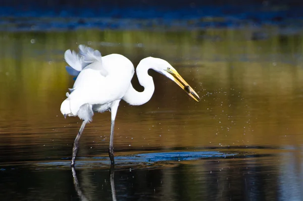 Grande Egret com peixes capturados no outono — Fotografia de Stock