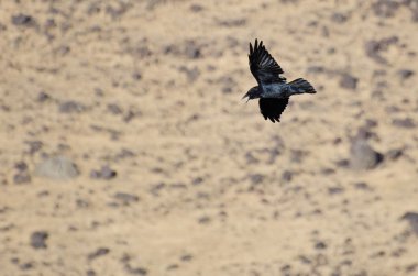 Kurtlar Vadisi üzerinde ortak raven olarak arıyor uçar
