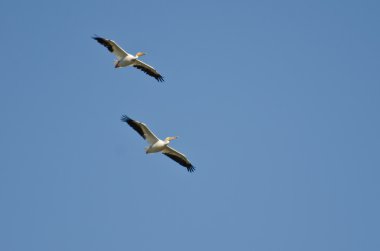 mavi gökyüzünde uçan Amerikan beyaz Pelikan çifti