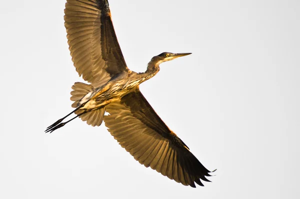 Grand héron volant avec des ailes tendues sur un fond blanc — Photo