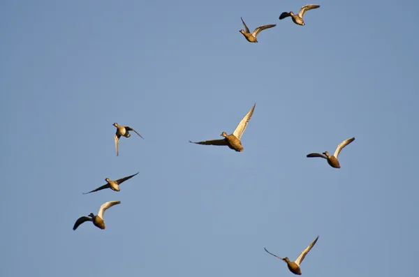 Variété de canards volant dans le ciel bleu — Photo