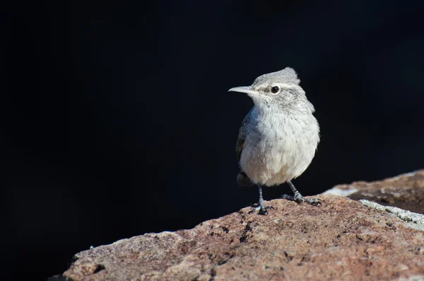 Rock Wren Resting on a Brick Wall — Stock Photo, Image