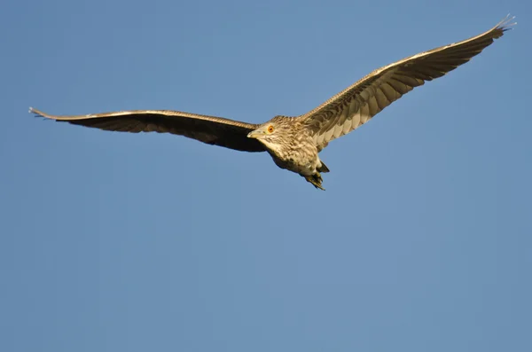 Garza nocturna coronada negra inmadura volando en un cielo azul —  Fotos de Stock