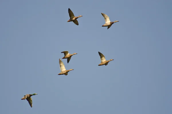 Stado kaczek krzyżówek latających na błękitnym niebie — Zdjęcie stockowe
