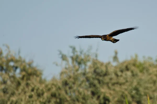 Caça harrier do Norte na asa — Fotografia de Stock