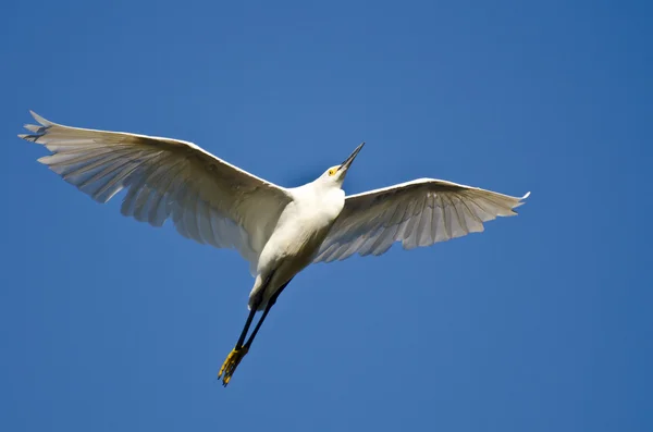Снежная Эгрет, летящая в голубом небе — стоковое фото
