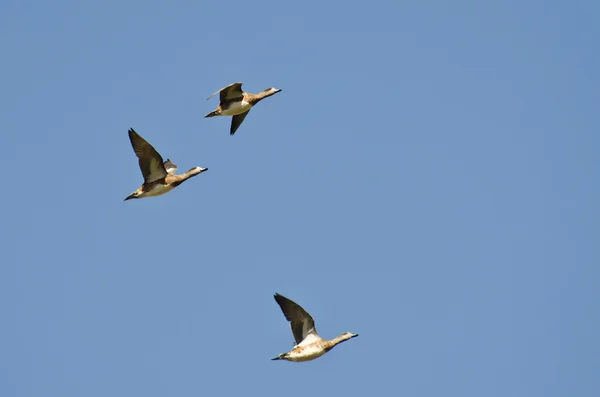 湛蓝的天空中飞行的美国 wigeons — 图库照片