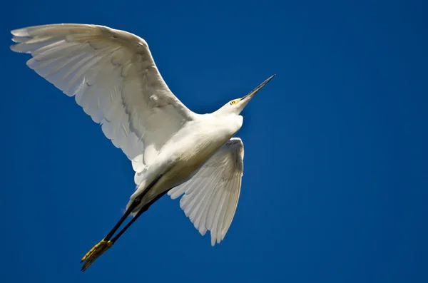 Egret nevado voando em um céu azul — Fotografia de Stock