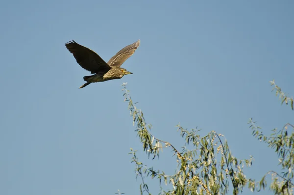 Héron de nuit immature couronné noir volant dans un ciel bleu — Photo