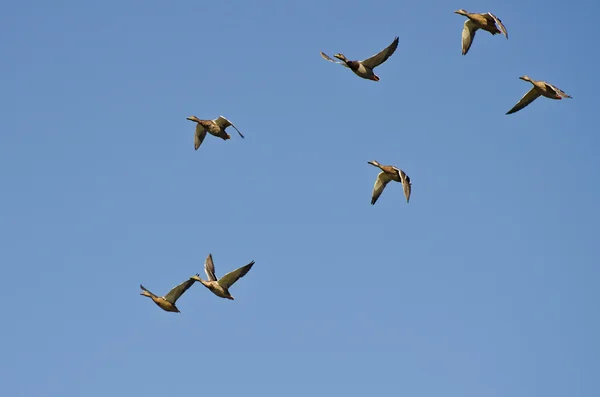 Hejno kachen Mallard létajících na modrém nebi — Stock fotografie