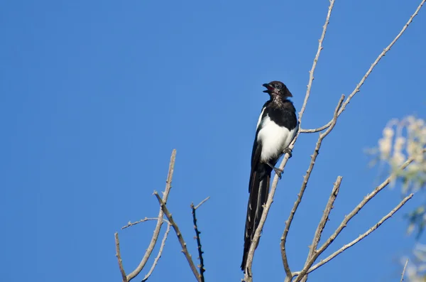 Siyah gagalı magpie ağaca tünemiş çağıran — Stok fotoğraf