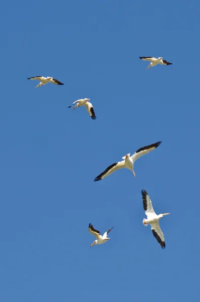 青い空を飛んでいるアメリカの白いペリカンの群れ — ストック写真