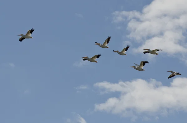Stado Pelikan Dzioborogi pływające w pochmurne niebo — Zdjęcie stockowe