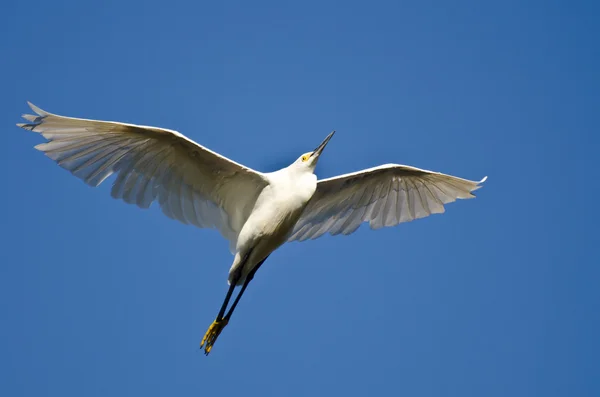 Seidenreiher fliegt in einen blauen Himmel lizenzfreie Stockbilder