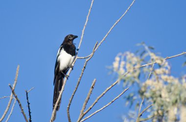 Siyah gagalı Magpie ağaca tünemiş