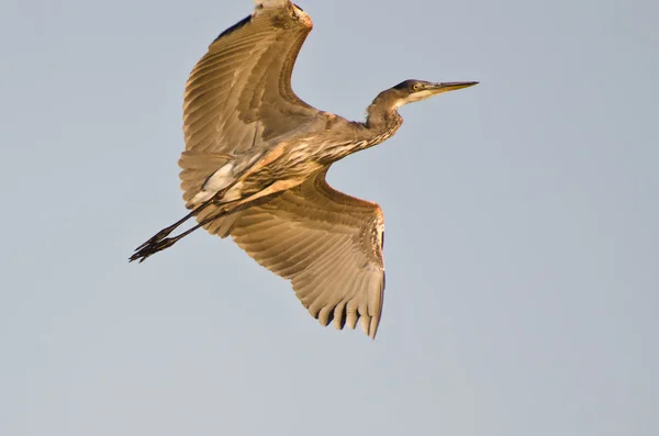 Grand héron volant avec les ailes tendues — Photo