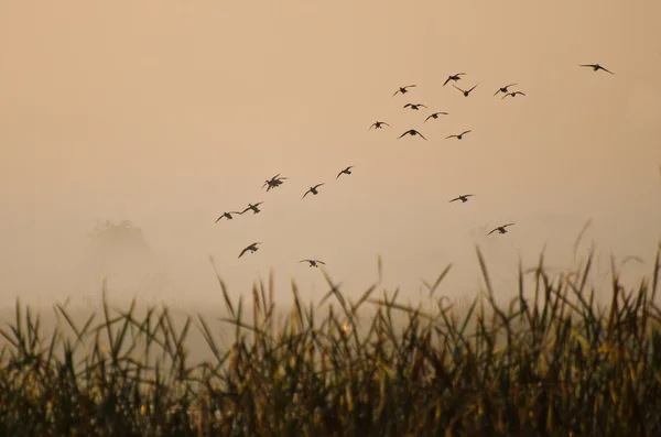 Sabah erken uçuş sisli bataklık üzerinde ördek