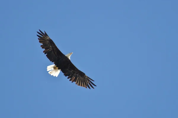 Águia Careca Voando em um céu azul — Fotografia de Stock