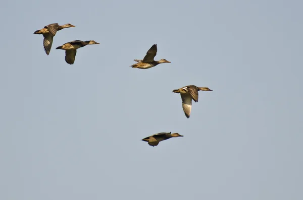 Pequeña bandada de pelucas americanas volando en el cielo azul — Foto de Stock