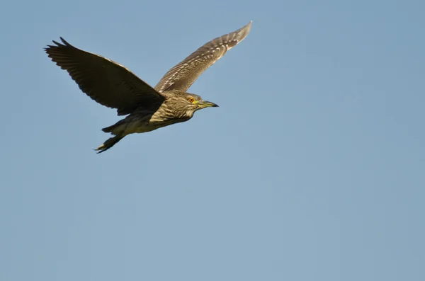 Immature Black-crowned Night-Heron Flying in a Blue Sky — Stock Photo, Image