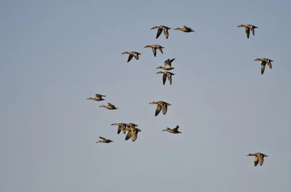 Flock av norra skedänderna flyger i en blå himmel — Stock fotografie