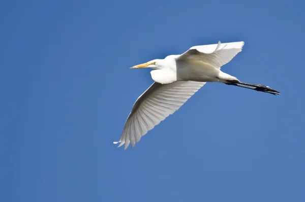 Μεγάλη Egret που φέρουν σε ένα μπλε ουρανό — Φωτογραφία Αρχείου