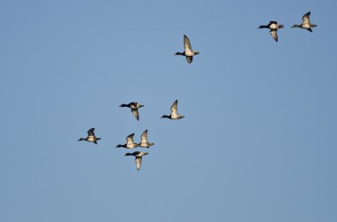 Yüzük - boyunlu mavi gökyüzünde uçan ördek sürüsü