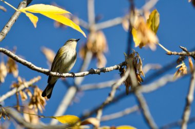 Bir sonbahar ağaca tünemiş sarı sağrılı ötleğen