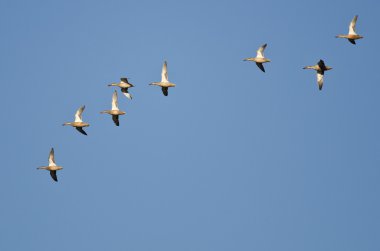 Amerikan Wigeons bir mavi gökyüzünde uçan sürüsü