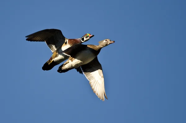 Par de patos de madera volando en un cielo azul — Foto de Stock