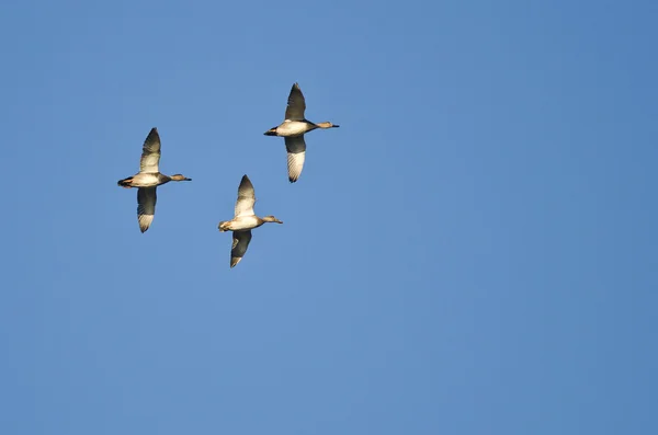Drei amerikanische Wigeons fliegen in einem blauen Himmel — Stockfoto