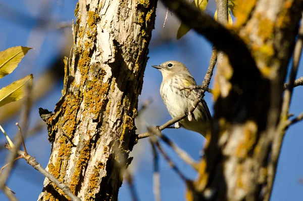 Yellow-Rumped Warbler Perched in an Autumn Tree — Stock Photo, Image