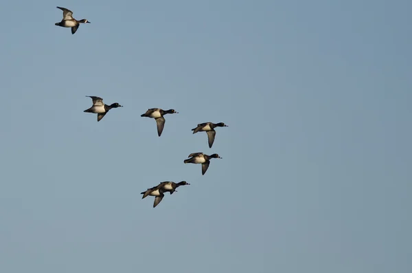 Flock Ring - viltfågel ankor flyger i en blå himmel — Stockfoto