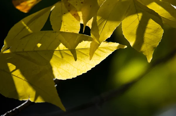 ใบไม้เปลี่ยนสีทอง — ภาพถ่ายสต็อก