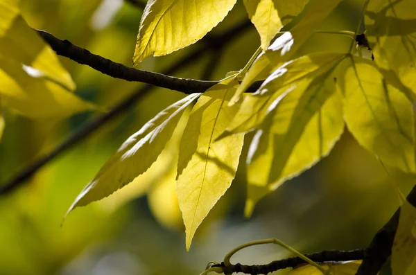 Golden Autumn Leaves — Stock Photo, Image