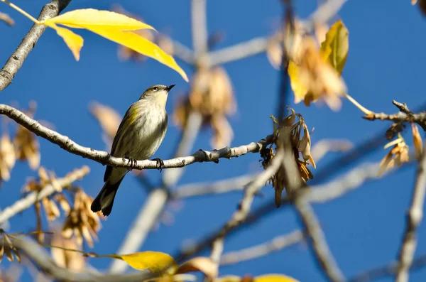 Bir sonbahar ağaca tünemiş sarı sağrılı ötleğen