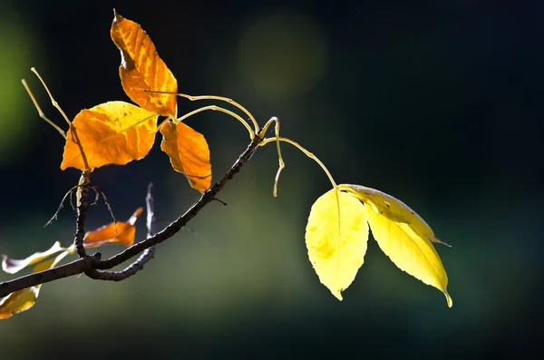 Gouden herfstbladeren — Stockfoto