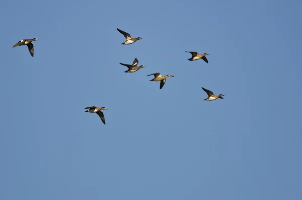 Amerikan Wigeons bir mavi gökyüzünde uçan sürüsü — Stok fotoğraf