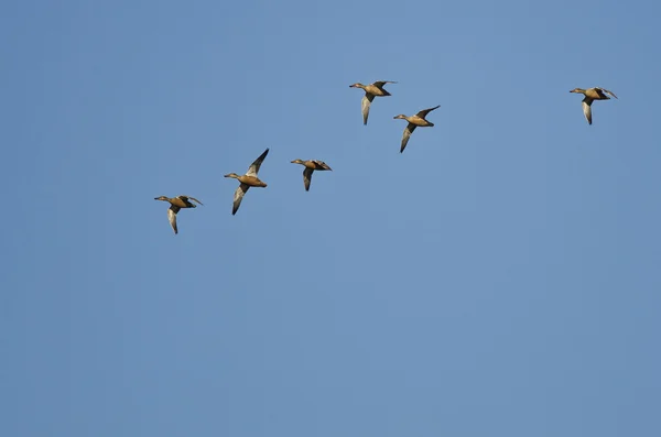 青い空を飛んでいるアメリカの Wigeons の群れ — ストック写真