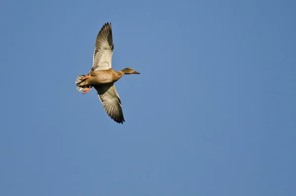 Female Mallard Duck Flying in a Blue Sky — Stock Photo, Image