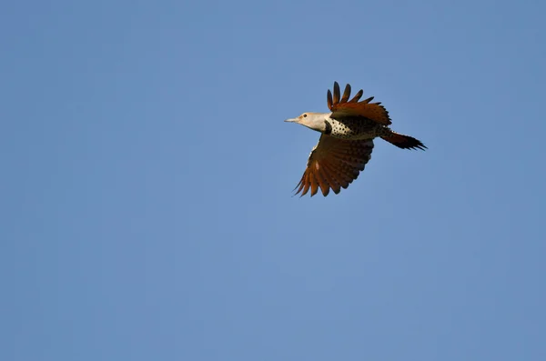 Northern Flicker Volando en un cielo azul —  Fotos de Stock