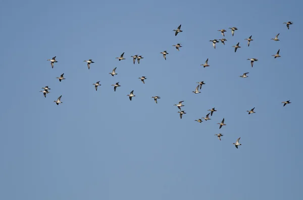 Kudde van Amerikaanse Wigeons vliegen in een blauwe hemel — Stockfoto