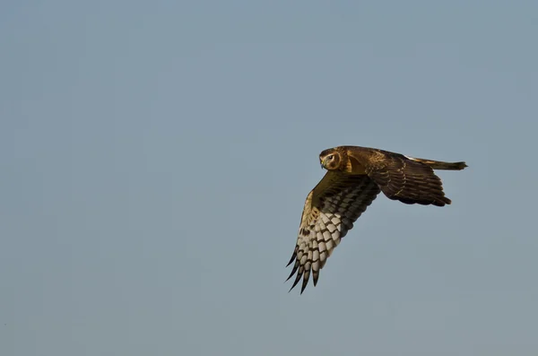 Northern Harrier Hunting on the Wing — Stock Photo, Image